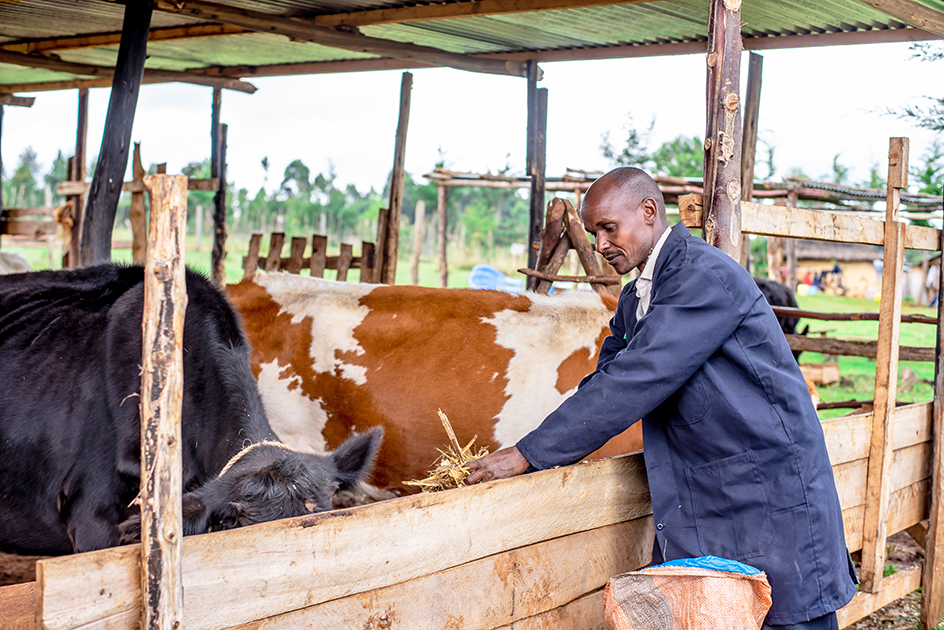 Simple way to make dairy meal for dairy cows