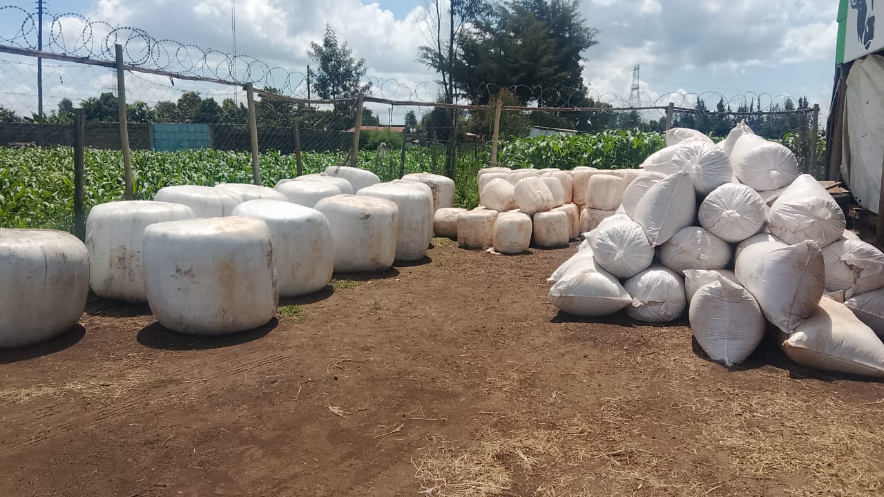 Maize Silage Bales (50KG, 75KG, and 340KG)