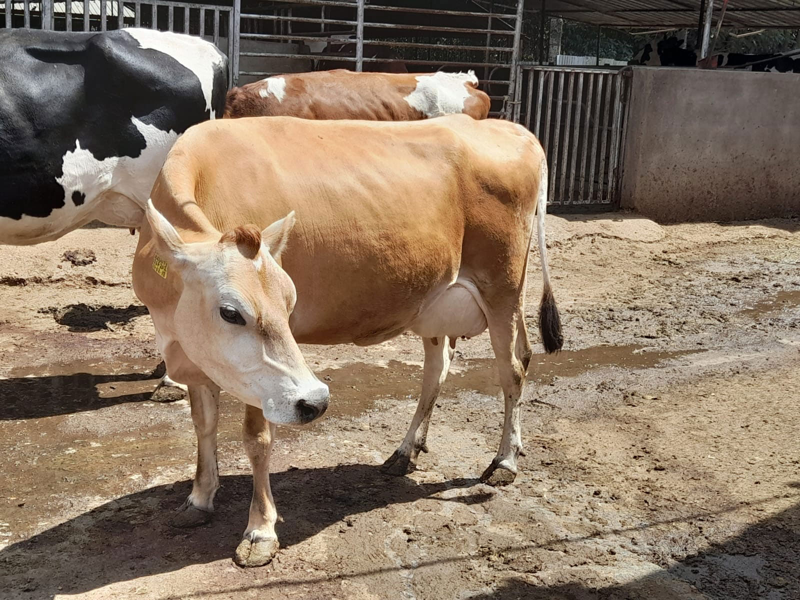 Jersey Cow