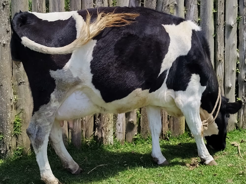 Friesian Dairy Cow on Sale