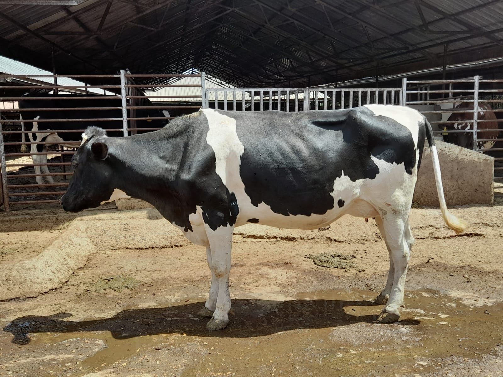 Friesian Heifer